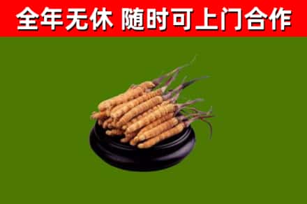 桂东烟酒回收冬虫夏草.jpg